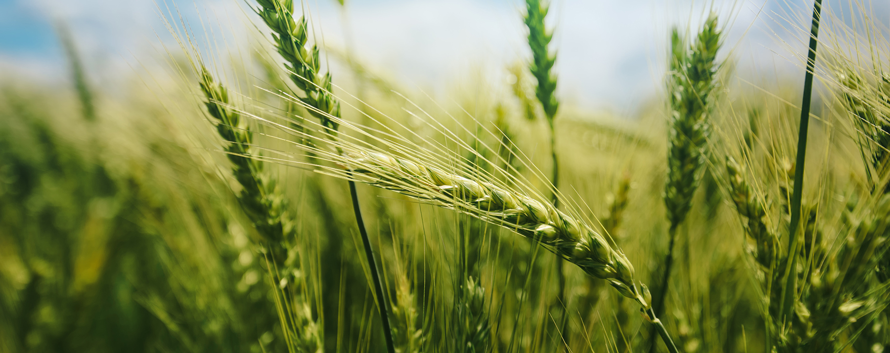 Ag Venture Capital: Here’s What Investors Are Watching in 2018