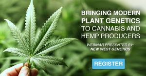 Hemp Plant Genetics