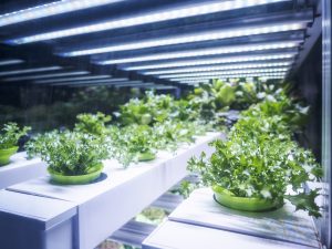 future of vertical farming
