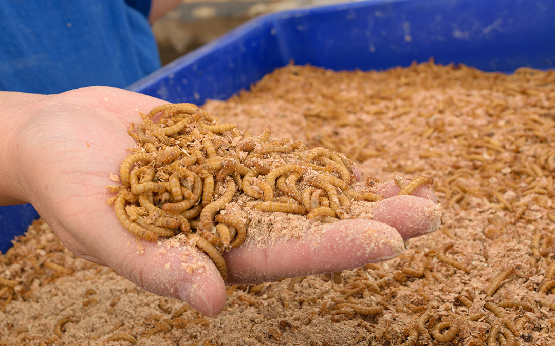 Beta Hatch: Creating Better Food for Our Food From Insects