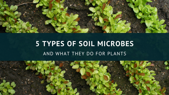 5 Types of Soil Microbes And What They Do For Plants