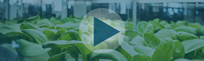 Synthetic Biology in Food & Agriculture