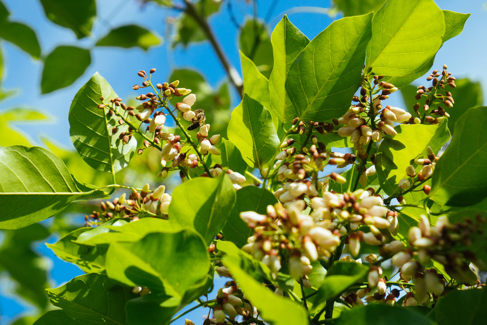 TerViva: Transforming Distressed Farmland for New Uses Through Pongamia