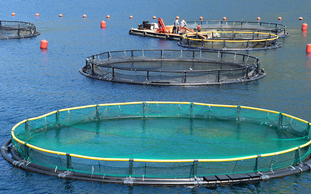 VakSea: Proven Immune-Boosting Proteins for Aquaculture