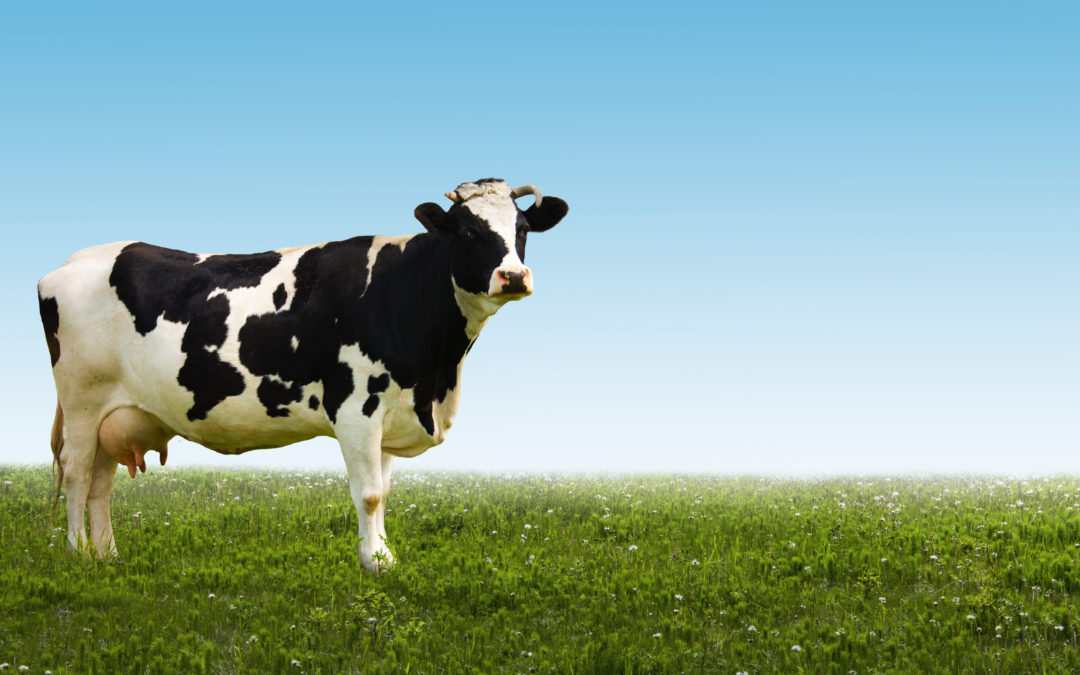 EIO Diagnostics: New Agtech Tools to Diagnose Udder Diseases in Dairy Animals