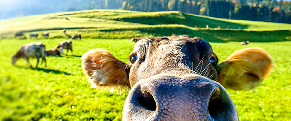 Performance Livestock Analytics: Big Data Comes to the Livestock Industry