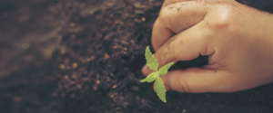 Tiger Fiber Hemp Webinar