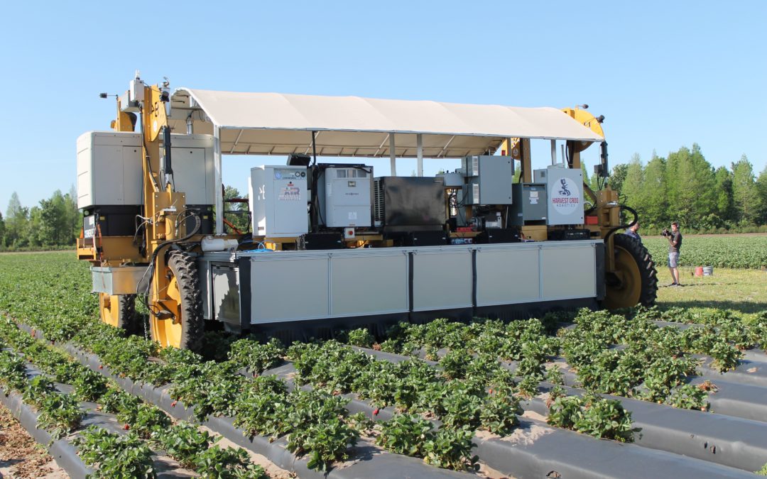 Automating the Harvest, One Strawberry at a Time