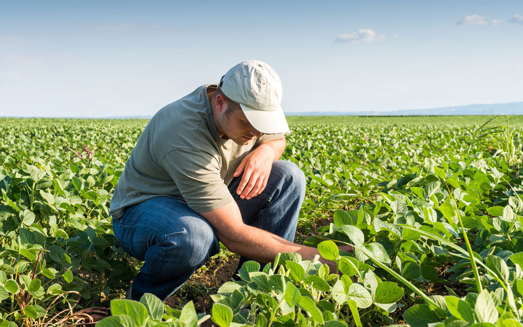 What’s Next for Plant-Based Protein? You’ll Be Surprised