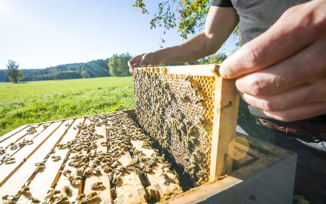 How The Bee Corp is Empowering Growers and Beekeepers