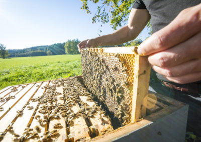 How The Bee Corp is Empowering Growers and Beekeepers