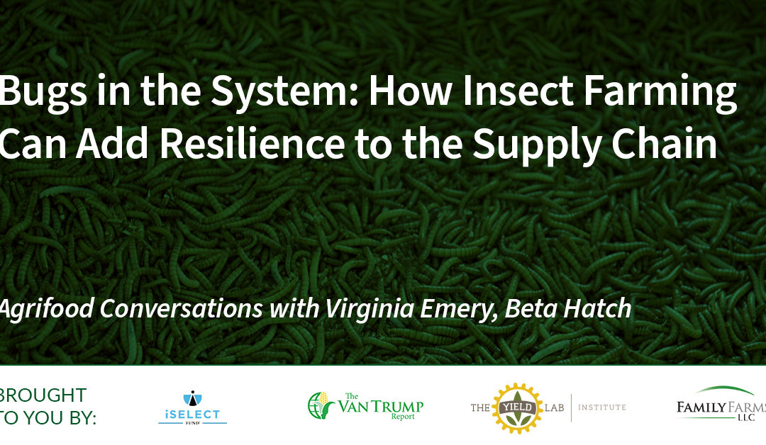 Beta Hatch: Bugs in the System – How Insect Farming Can Add Resilience to the Supply Chain
