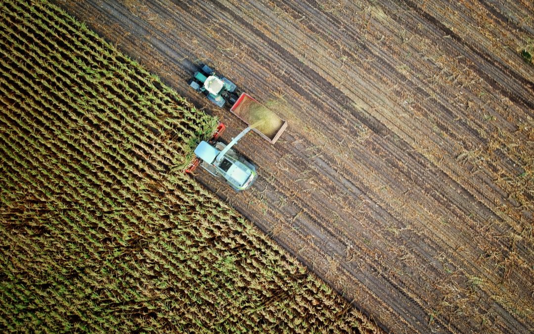 Decarbonization in Agriculture: Paving the Way for Net-Zero Emissions by 2050
