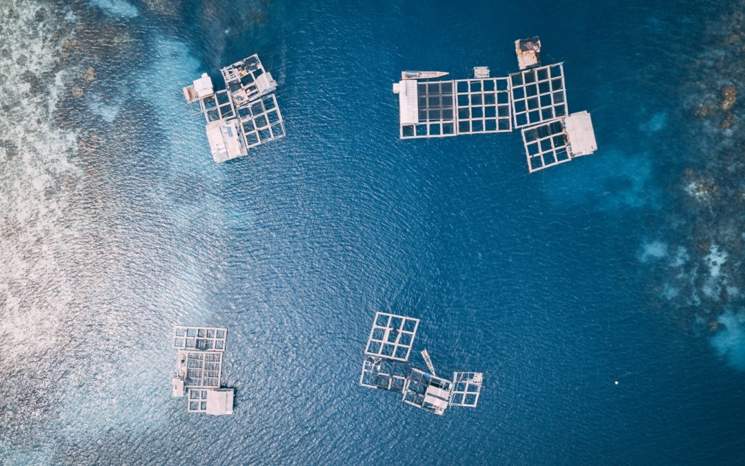 How Aquaculture Factors into the Future of Food