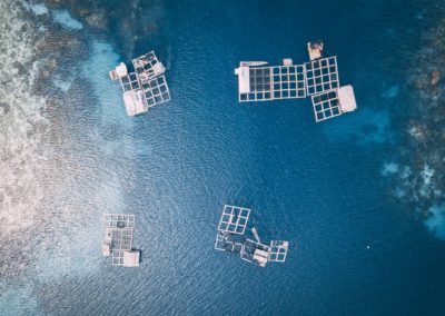 How Aquaculture Factors into the Future of Food