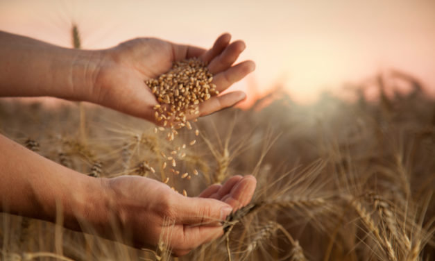 The World is Facing a New Food Crisis. Innovators Can Help