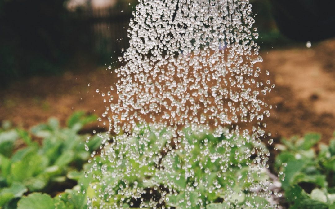 Watering plants