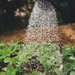 Watering plants