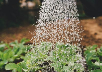 What the Food System Needs Now? A Real Connection Between Capital and the Farm