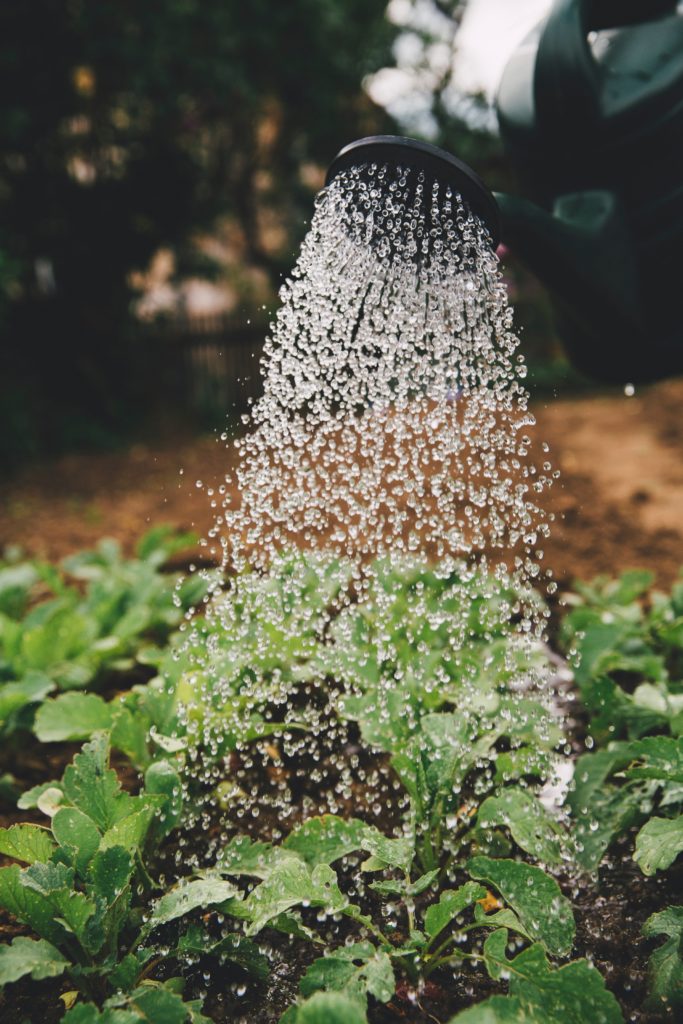 Watering plants