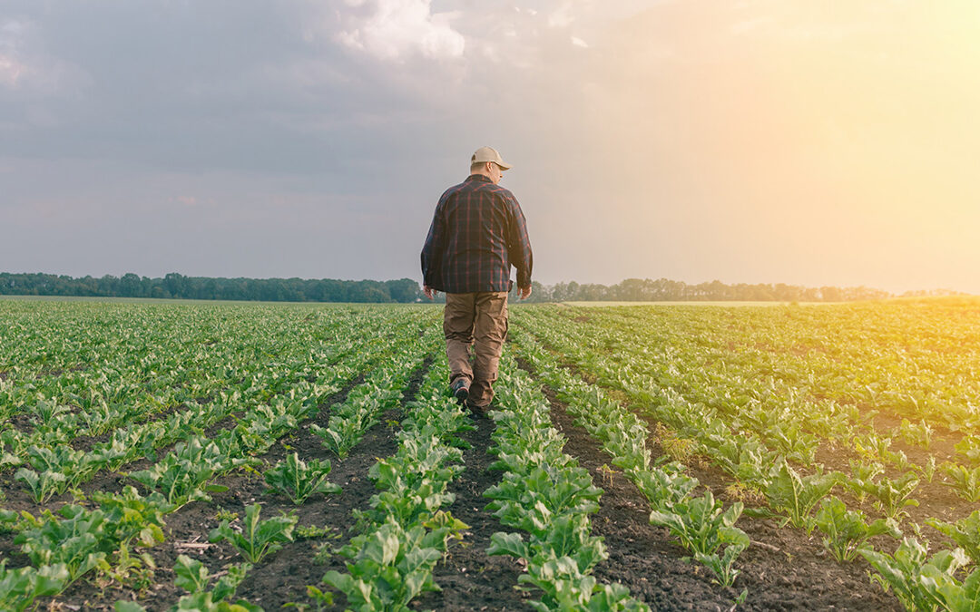 farmer in field checking on crops