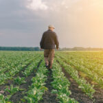 farmer in field checking on crops